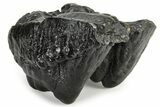 Partial Gomphotherium (Mastodon Relative) Molar - South Carolina #235820-2